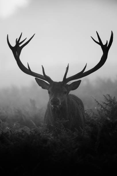 istock Silhouetted Red Deer during the annual deer rut in London's Parks 1404346651