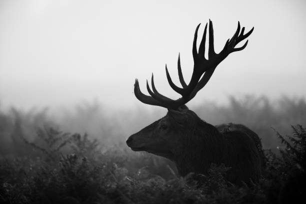 istock Silhouetted Red Deer during the annual deer rut in London's Parks 1404346662