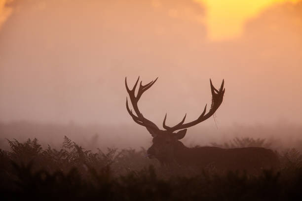 istock Silhouetted Red Deer during the annual deer rut in London's Parks 1404346672