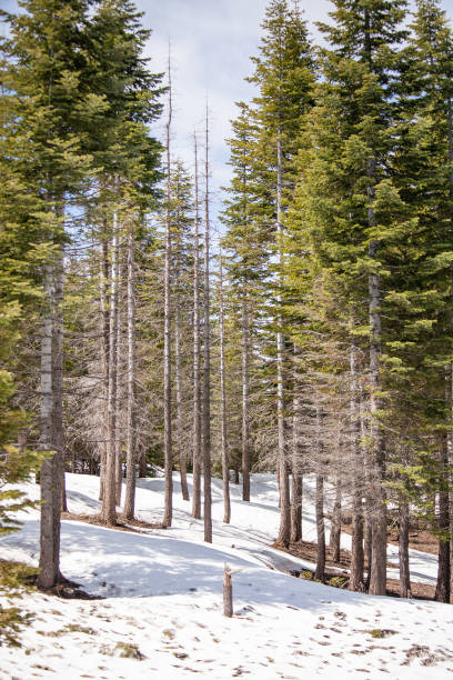 Pine trees in the Yosemite National Park in America stock photo
