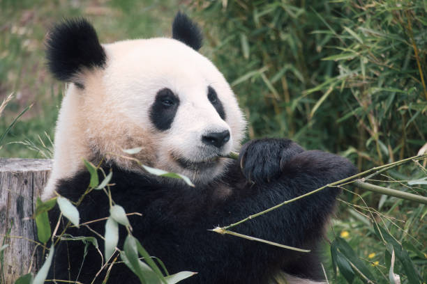 istock big panda sitting eating bamboo. Endangered species. Black and white mammal 1404346987