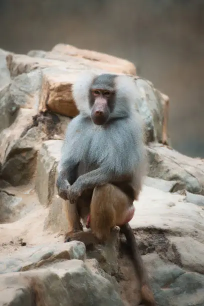Photo of Baboon on rock. Relaxed monkeys that live in the family association. Big monkeys