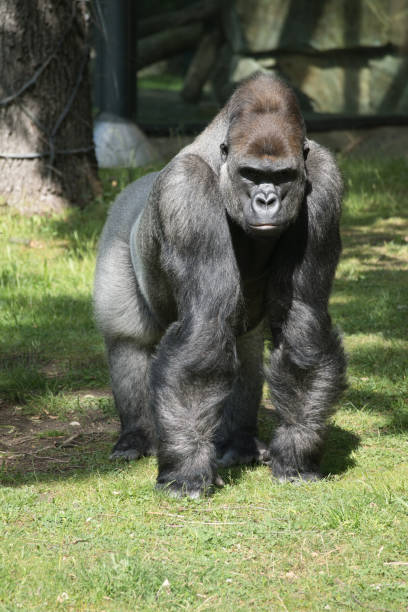istock Gorilla, Silver back. The herbivorous big ape is impressive and strong. 1404347874