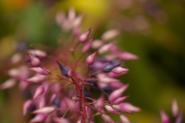 istock Flowering purple Aechmea spectabilis, spear bromeliad 1404348054