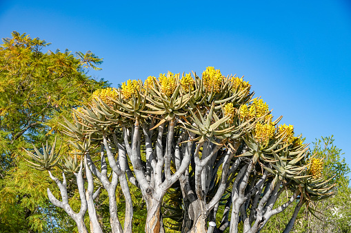 Quiver Tree (Aloidendron dichotomum, formerly Aloe Dichotoma) in Windhoek at Khomas Region, Namibia. It gets its name because the indigenous San people hollowed out the branches to make quivers for their arrows.