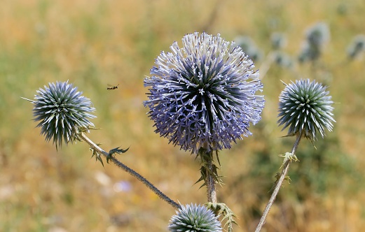 The southern globe thistle )Echinops ritro), is a species of flowering plant in the sunflower family native to southern and eastern Europe and western Asia. It is common in Turkey.