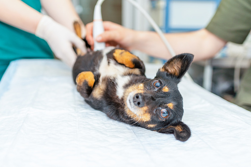 Dog having ultrasound scan in vet office.Little dog terrier in veterinary clinic.