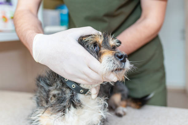 수의사는 시험 테이블에서 오래된 혼합 품종 개를 검사합니다.수의사 진료소에서 아픈 애완 동물의 건강을 확인합니다. - 13280 뉴스 사진 이미지