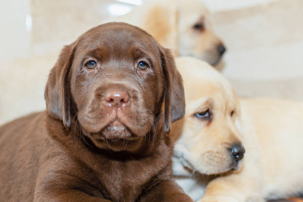 istock Three Labrador puppies,in front of blurred background.Closeup.Selective focus. 1404348236