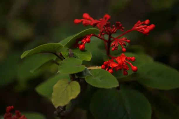 Bright red flowers of Clerodendrum buchananii, Java Glorybower, natural macro floral background