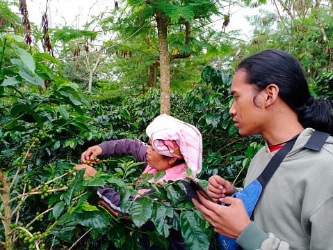 Coffee is one of the most important agricultural commodities in the world. The coffee quality is associated with pre-harvest and post-harvest management activities. This is done on farmer's land in Sidikalang, North Sumatra Province