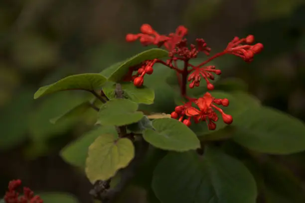 Bright red flowers of Clerodendrum buchananii, Java Glorybower, natural macro floral background