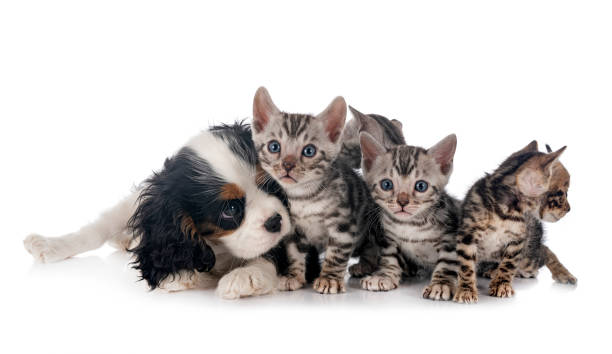 istock bengal kitten and cavalier king charles 1404348353