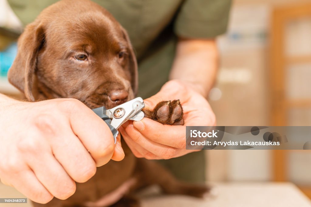 Veterinarian specialist holding puppy labrador dog, process of cutting dog claw nails of a small breed dog with a nail clipper tool,trimming pet dog nails manicure.Selective focus. Cutting Stock Photo