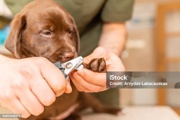 Veterinarian Specialist Holding Puppy Labrador Dog Process Of Cutting Dog Claw Nails Of A Small Breed Dog With A Nail Clipper Tooltrimming Pet Dog Nails Manicureselective Focus Stock Photo - Download Image Now