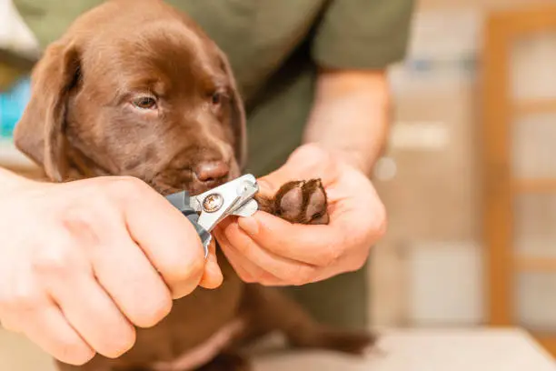 Photo of Veterinarian specialist holding puppy labrador dog, process of cutting dog claw nails of a small breed dog with a nail clipper tool,trimming pet dog nails manicure.Selective focus.