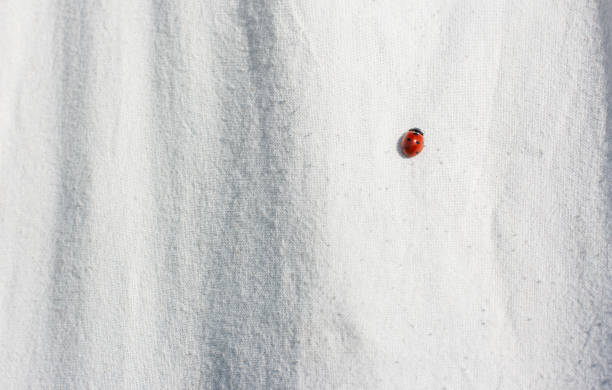 red ladybug on a white cloth crawls on a warm summer day. Close-up