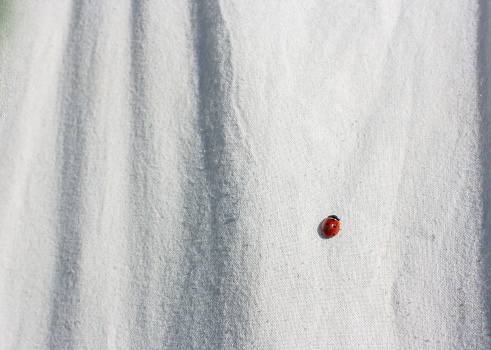 red ladybug on a white cloth crawls on a warm summer day. Close-up