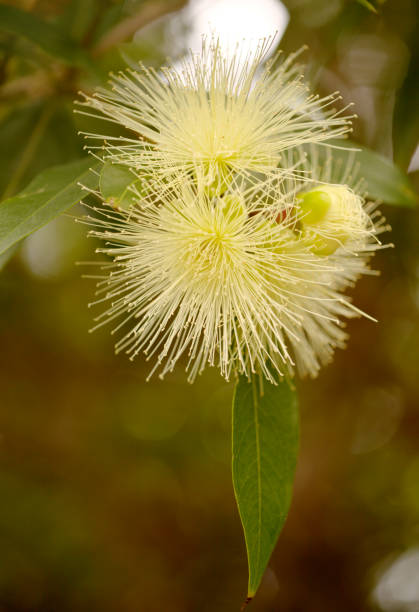 Flowering Syzygium jambos, rose apple, natural macro floral background
