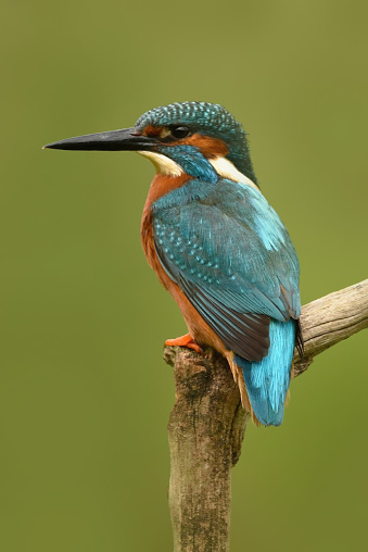 Male kingfisher in Puelo River, southern Chile