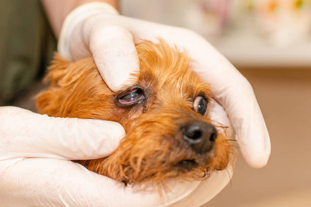 homme vétérinaire examinant les yeux du chien yorkshire terrier malade lors d’un rendez-vous à la clinique. gros plan. - 13412 photos et images de collection