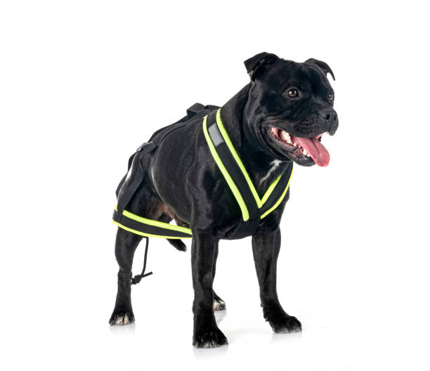 istock staffordshire bull terrier 1404349187