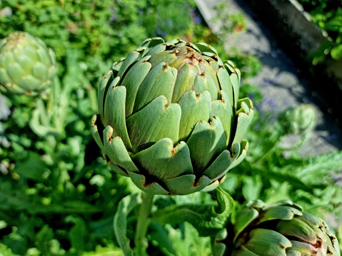 Close-up image of an artichoke studio isolated on white background