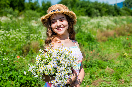 Harvest fresh herbs. Little girl collecting chamomile flowers nature background.