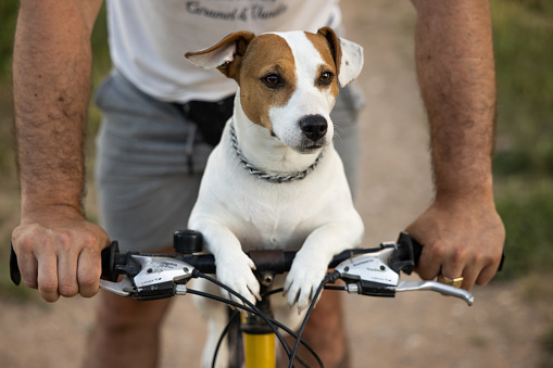 Unrecognizable man riding on the bike his dog Jack Russel