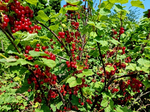 Ripe berries on the bushes, red currant fruits in the summer garden