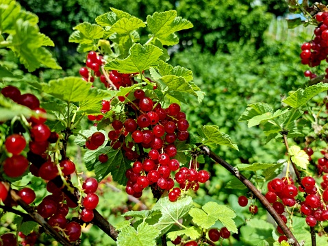 Redcurrant (Ribes rubrum) berries on a shrub. The image shows the healthy ripe fruits just before collected.