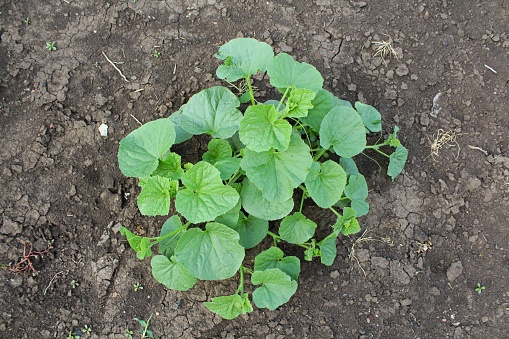 melon sprout from a stone in a garden bed in the open field. field with melons. crop cultivation. farm in Italy.