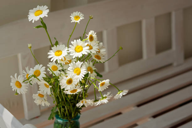 White daisies close-up in a vase. Warm sunlight, soft focus, macro yellow stamens. The concept of tenderness, purity, and innocence. Fragile romantic flowers.Healing wildflowers for natural cosmetics.