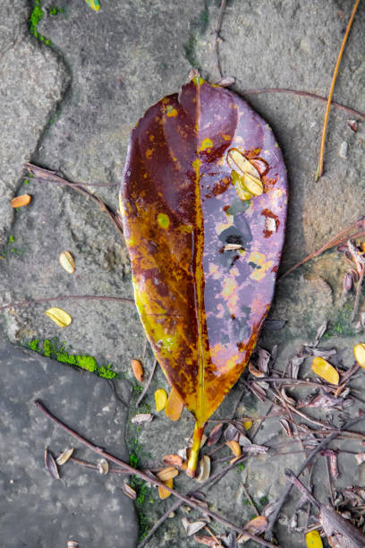 istock dry leaves falling on the ground 1404352529
