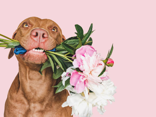 istock Lovable, pretty brown puppy and bright flowers 1404352793