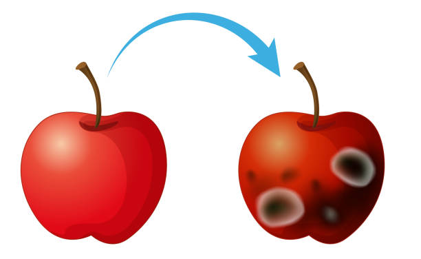 곰팡이가있는 먹을 수없는 분해 된 사과 - rotting stock illustrations