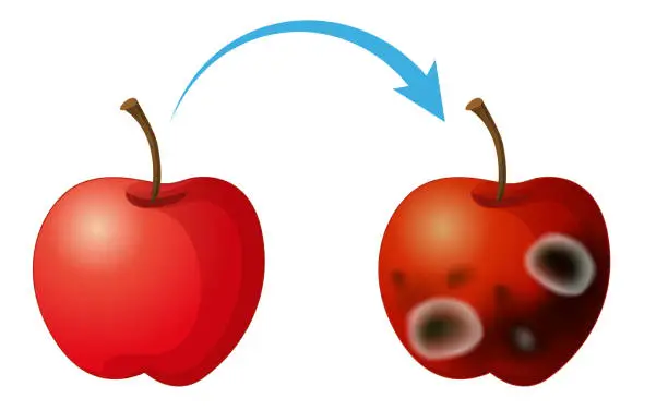 Vector illustration of Inedible decomposed apple with mould