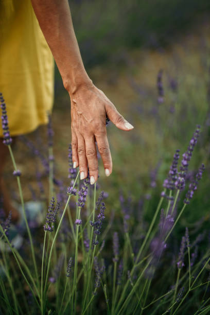 Unrecognizable hand of African American, woman, enjoying walking through the Lavender garden, touching the flowers, while wearing a cute yellow dress. Summer time, outdoors, flowers concept