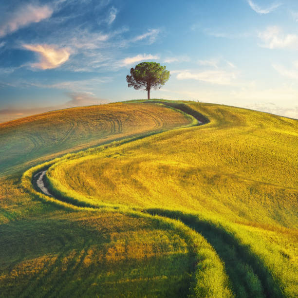 Winding road with a lonely tree  on the hilltop In Tuscany Crete Senesi, Tuscany, Italy crete senesi stock pictures, royalty-free photos & images