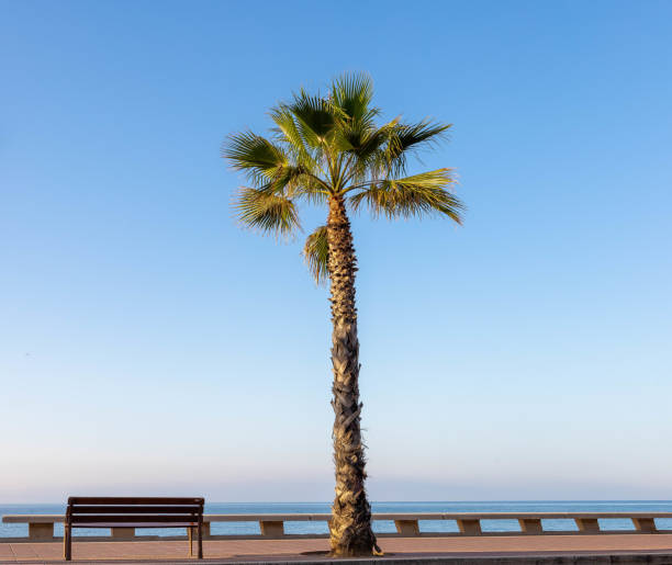 istock Palm tree and bench in Lloret de Mar 1404354551