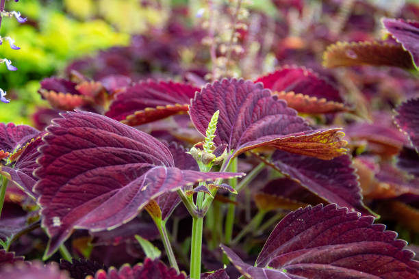 istock The coleus plant in the garden 1404356325