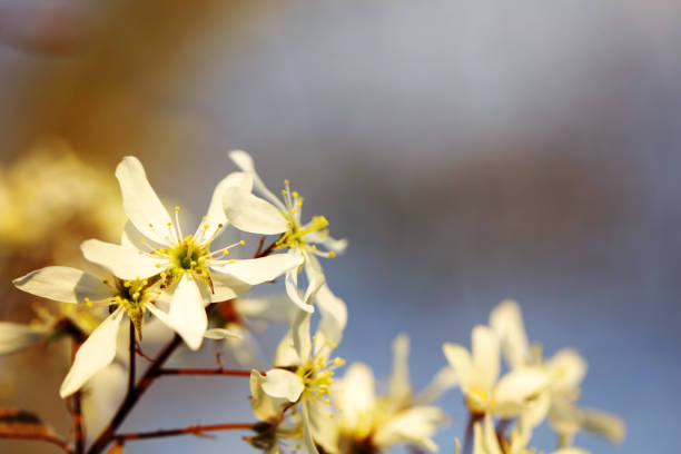 Flowering Amelanchier Rock Pear in spring