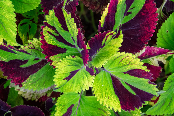 istock The coleus plant in the garden 1404356464