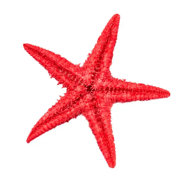 Photo of Caribbean red starfish.