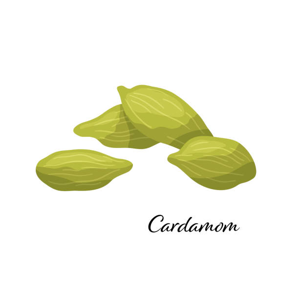 Green cardamom spice. Vector illustration isolated on white. Cardamom for design element in culinary, package decoration, sticker, label Green cardamom spice. Vector illustration isolated on white background. Cardamom for design element in culinary, package decoration, sticker, label cardamom stock illustrations