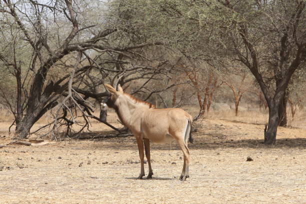 антилопа роан (hippotragus equinus) в заповеднике бандия, сенегал, африка. африканское животное. сафари. сенегальская природа, пейзаж - equinus стоковые фото и изображения