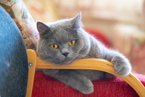 istock British shorthair cat. Grey kitten 1404357313