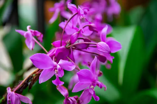 Photo of Purple bletilla striata flowers