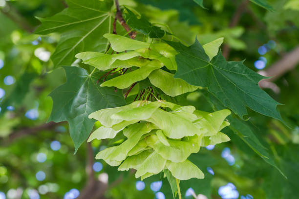 unreife geflügelte ahornsamen zwischen den grünen blättern - norway maple stock-fotos und bilder