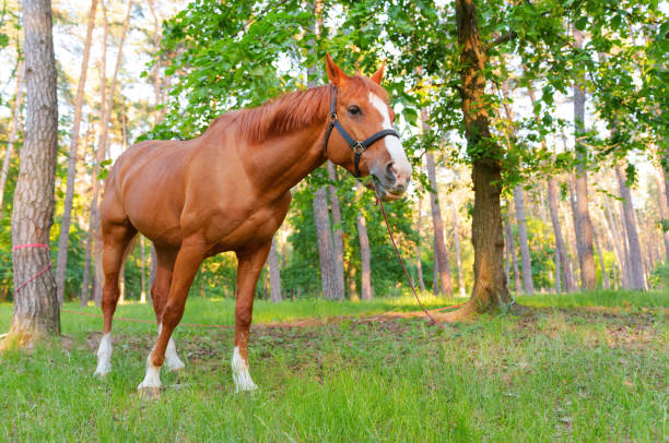 istock Tied horse grazing in the forest 1404357412